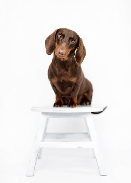 Brown sausage dog sitting and tail wagging on white studio background