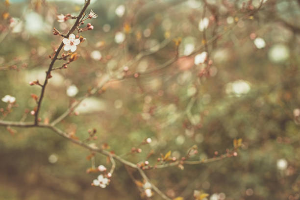 Spring blossom soft background. Beautiful nature scene with blooming tree, bokeh and sun flare. Sunny day. Spring flowers on abstract blurred background
