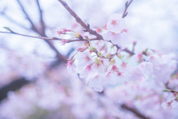 Cherry blossoms blooming in Kagurazaka
