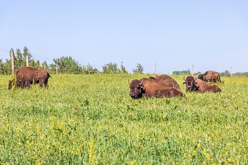 Resting Bison in the grass on a meadow