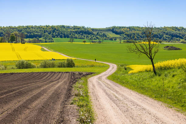 route sinueuse à la campagne par une journée de printemps ensoleillée - winding road sunlight field cultivated land photos et images de collection