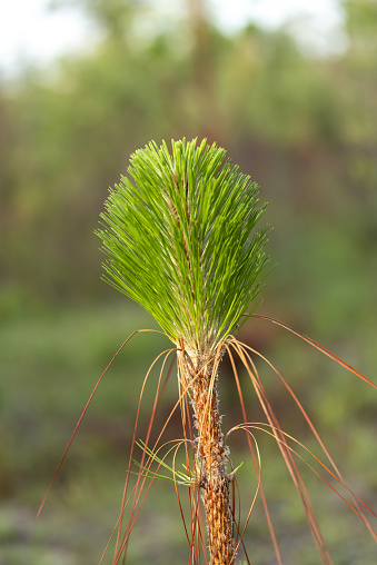 Photo taken at the Sullivan tract of Twin Rivers state forest in north Florida. Nikon D750 with AF-S NIKKOR 70-200mm f/2.8E FL ED VR