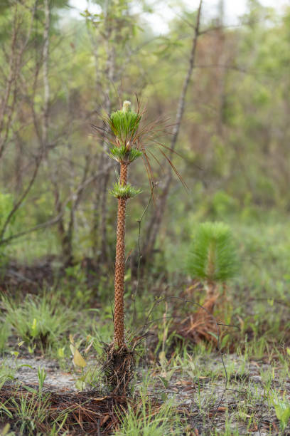 istock Three sections of needle regrowth on Longleaf pine sapling one month after prescribed fire 1480749155