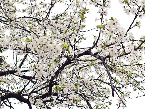 White spring flowers, beautiful floral background