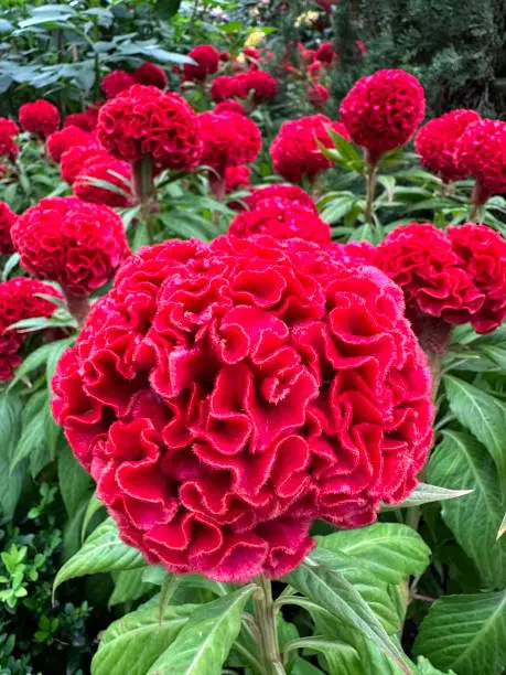 Stock photo showing close-up view of red crested cockscomb (Celosia argentea var. cristata) growing in a tropical garden border.