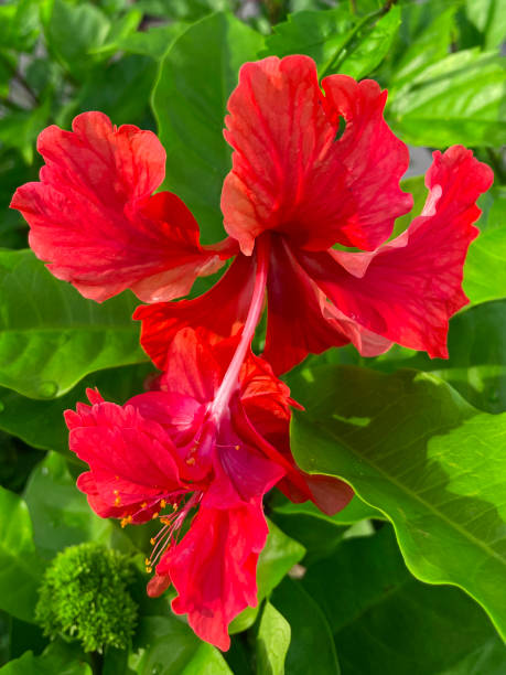 夏の風景の庭で育つハイビスカスの花/タチアオイの木、雄しべと花粉、緑の葉の背景、前景に焦点を当てた赤い二重のフルフレーム画像 - stem pollen hibiscus beauty in nature ストックフォトと画像