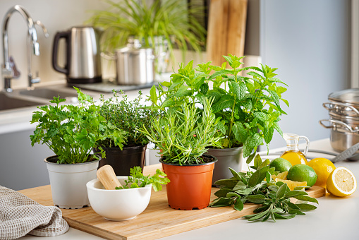 Close up view of various culinary herbs in pots shot on kitchen counter. The composition includes sage, mint , parsley, rosemary and thyme. High resolution 42Mp indoors digital capture taken with Sony A7rII and Sony FE 90mm f2.8 macro G OSS lens