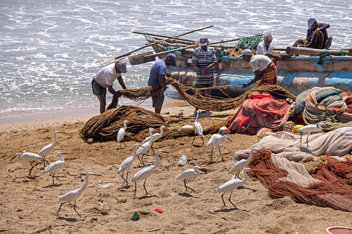 Galle, Sri Lanka - February 11th 2023:  White egrets watching fishing nets being cleaned on the beach at the fish market outside the city