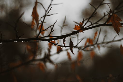 Beautiful low key view of Autumn leaves and raindrops