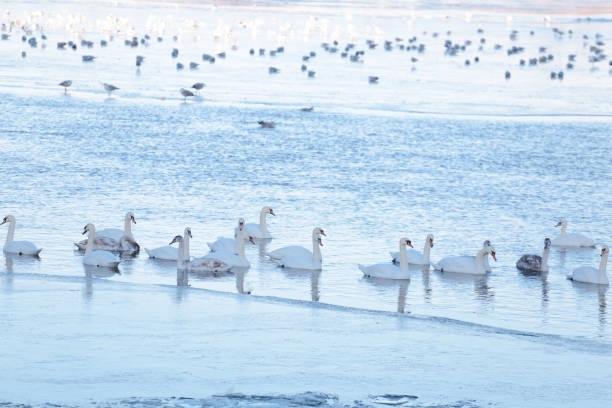 Wild swans