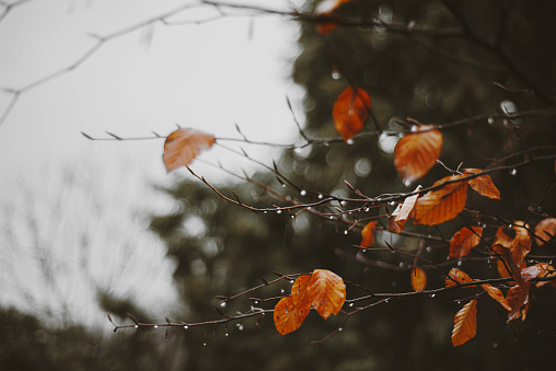 Beautiful Autumn leaves and raindrops