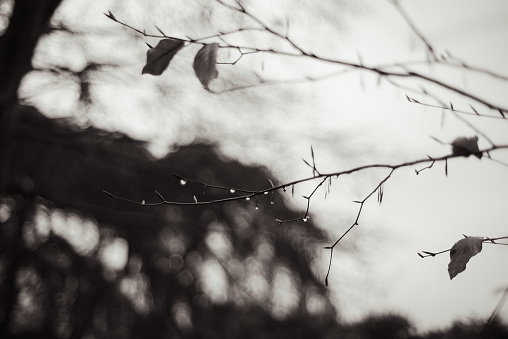 Bare tree branches and raindrops, black and white