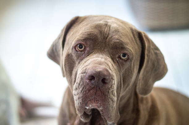 istock Sad-eyed Neapolitan Mastiff 1480757857