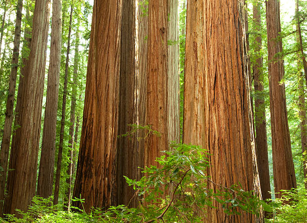istock The Redwood National Forest 148075796