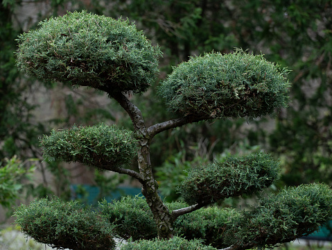 Bonsai tree mini isolated on green background. Plant green of japanese and chinese . Close up.