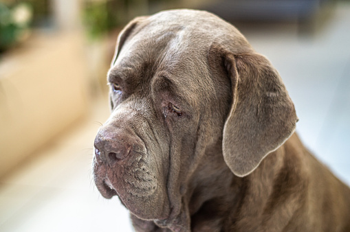 Is this the saddest dog ever seen? This Neapolitan Mastiff is well-fed and comes from a loving home but looks incredibly sad. This is due to her very wrinkly skin and the long, floppy jowls which droop from her face. This dog has brown fur and brown eyes and is seen side-on, looking at the floor. The Neapolitan Mastiff breed descends from the traditional guard dogs of central Italy. However, even though they make great guard dogs, these heavy-boned dogs are also very loyal and loving. They are easy-going and can make great family dogs. And if you're having a tough day, they seem to know just how you feel!