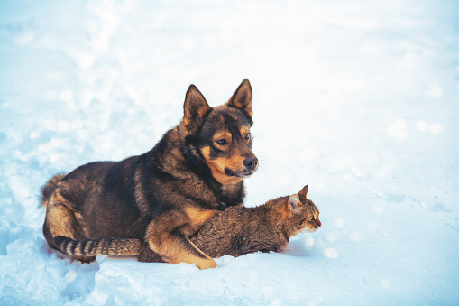 Cat and dog are best friends lying in the snow in winter. The dog hugging the cat