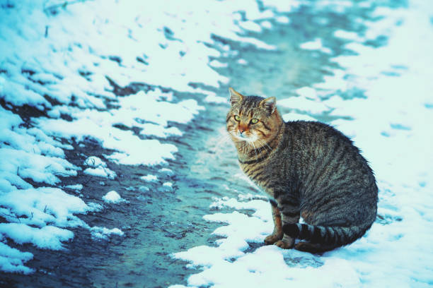 istock Cute gray cat sits on the snow 1480758552