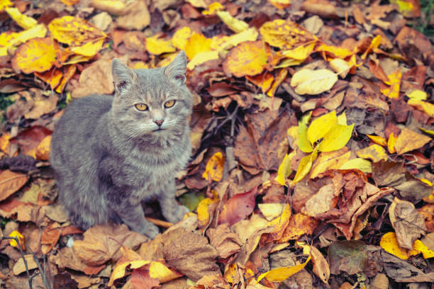 istock Gray cat sits on fallen leaves 1480758562