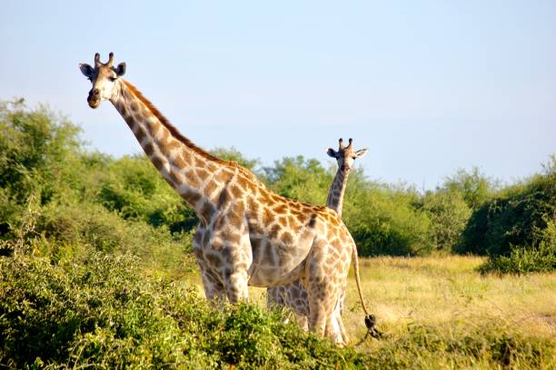 Giraffes Chobe-Nationalpark river safari stock pictures, royalty-free photos & images
