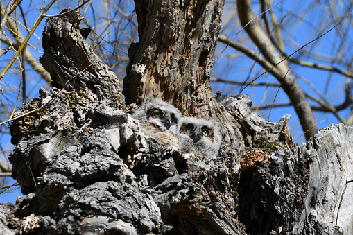 Two fluffy baby Great Horned owlets looking around with from their nest on top of a tree