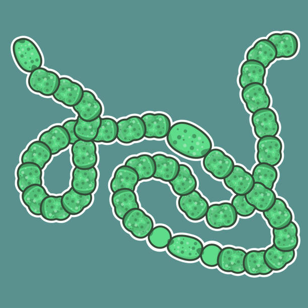 Anabaena Filamentous cyanobacteria Discover the beauty and diversity of filamentous cyanobacteria Anabaena or Dolichospermum. Explore their ecological role and impact on aquatic ecosystems. algal bloom stock illustrations