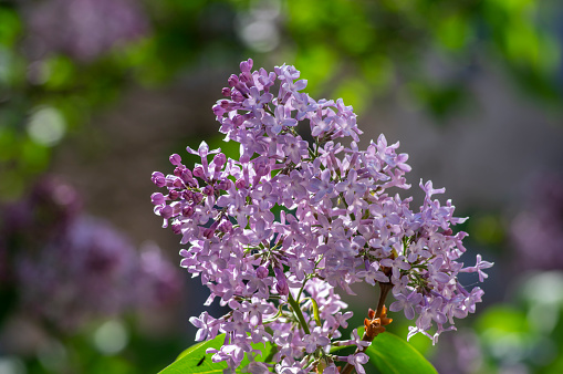 Syringa vulgaris violet purple flowering bush, groups of scented flowers on branches in bloom, common wild lilac tree branch