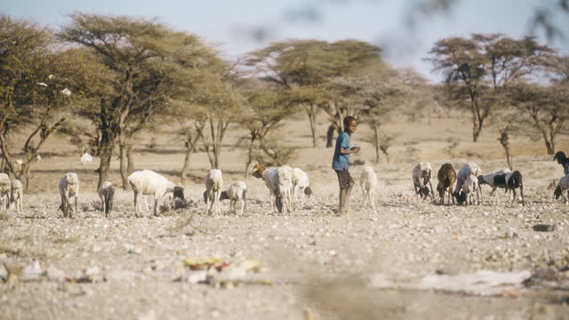 SLO MO Samburu little boy watch overs a herd of goats
