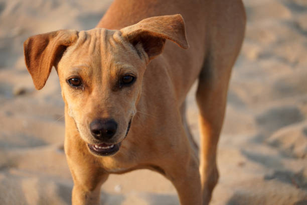 istock Dog standing in beach sand. 1480762614