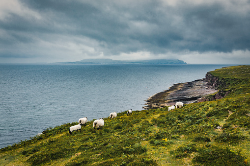 Sheep graze on the west coast of Ireland.