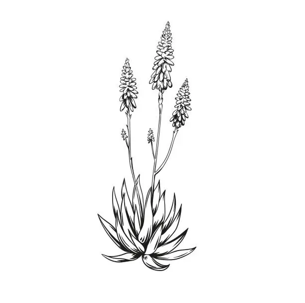 Vector illustration of Blooming agave plant. Hand drawn black and white tropical plant. Vector illustration. Foliage design. Botanical element isolated on a white background.