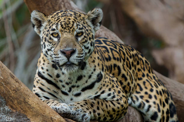 istock Jaguar in the Pantanal wetlands 1480764800