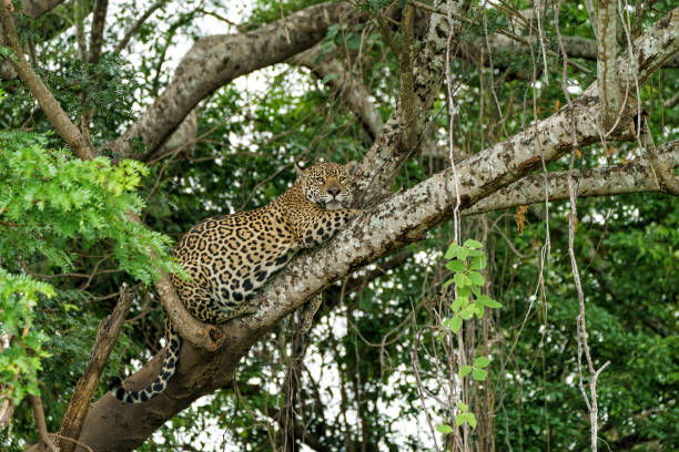 istock Jaguar in the Pantanal wetlands 1480765865