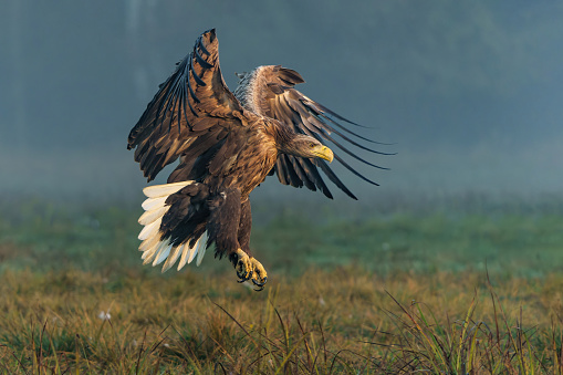 Eagle flying. White tailed eagles (Haliaeetus albicilla) flying at a field in the forest of Poland searching for food on a foggy autumn morning.