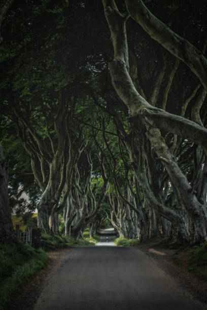 istock Nothern Ireland - The Dark Hedges 1480770814