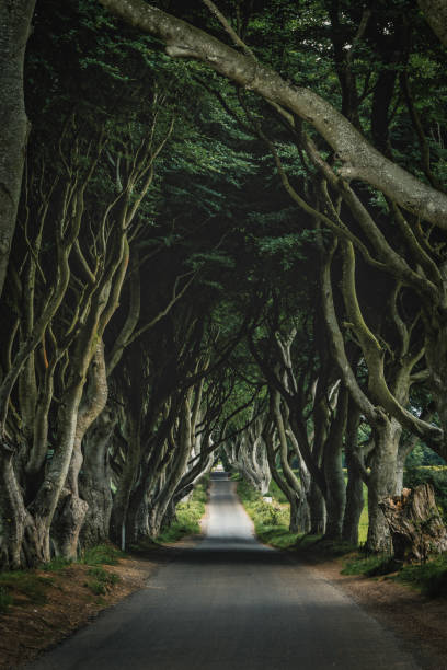 istock Nothern Ireland - The Dark Hedges 1480770822