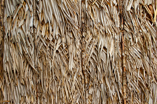 texture of dry leaf wall at house