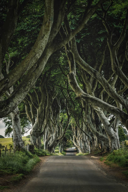 istock Nothern Ireland - The Dark Hedges 1480770830