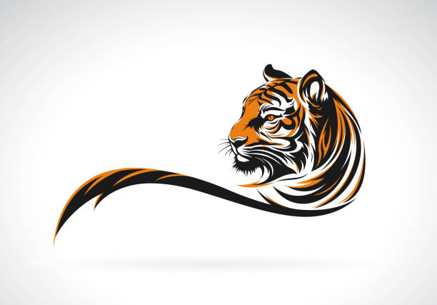 illustrazioni stock, clip art, cartoni animati e icone di tendenza di vettore del disegno della testa di tigre su sfondo bianco. illustrazione vettoriale a strati facilmente modificabile. animali selvatici. - tiger roaring danger power