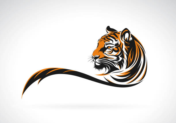 wektor projektu głowy tygrysa na białym tle. łatwo edytowalna warstwowa ilustracja wektorowa. dzikie zwierzęta. - tiger stock illustrations