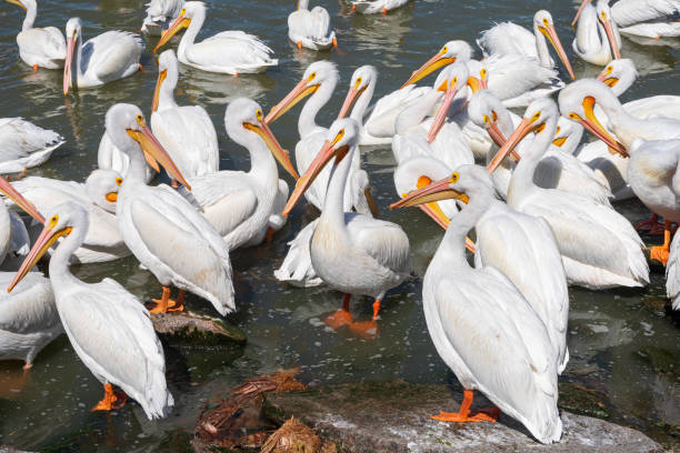 istock pelicans on lake chapala at petatan 1480774076