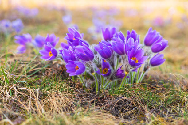 Pasque flowers on spring field. Photo Pulsatilla grandis with nice bokeh. Spring flower. Purple flower. Poisonous flower. Pasque flowers on spring field. Photo Pulsatilla grandis with nice bokeh. Spring flower. Purple flower. Poisonous flower. pulsatilla grandis stock pictures, royalty-free photos & images