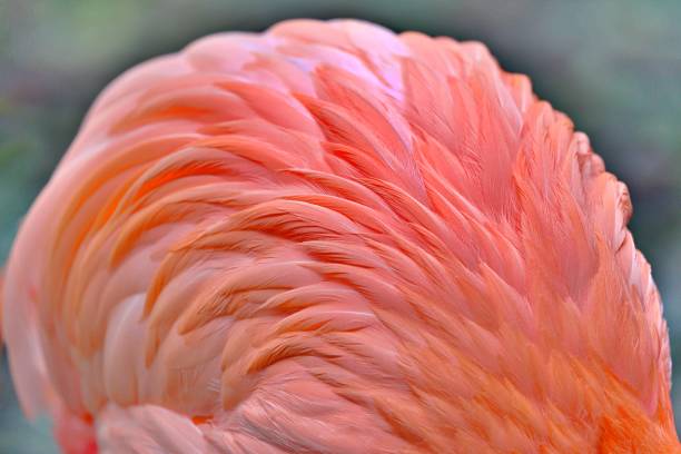 istock Close up on flamingo 1480783188