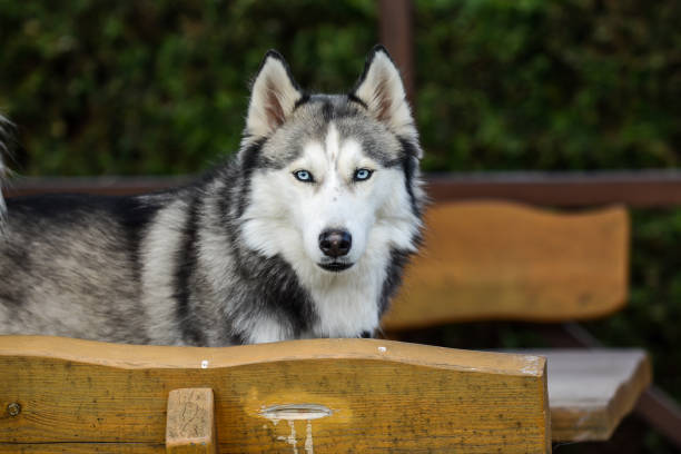 istock Cute Siberian husky in the summer house 1480783672