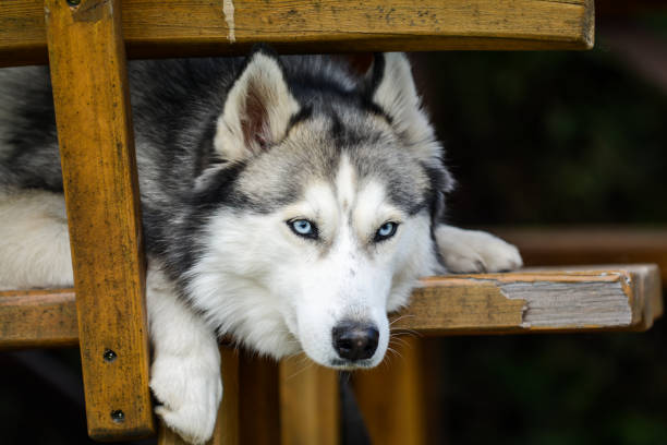 istock Cute Siberian husky in the summer house 1480783677