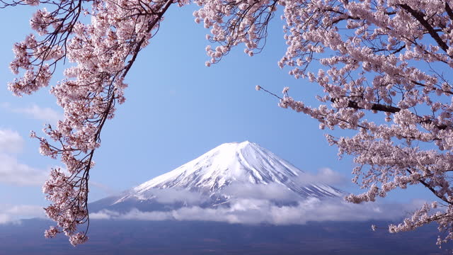 Landscape of Japan with Mountain Fuji and cherry blossom sakura at at Kawaguchiko Fujiyoshida, Japan
