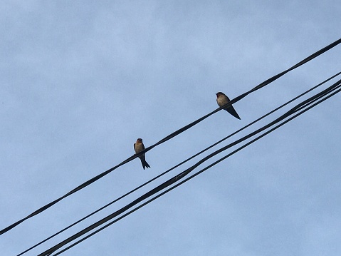 two birds were perched on a power line