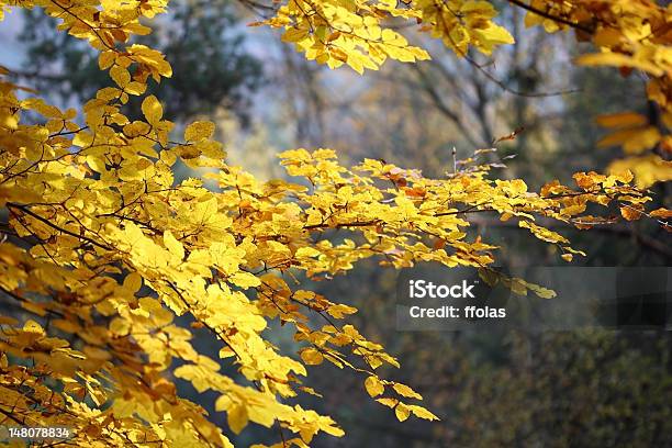 Tle Jesień Beech - zdjęcia stockowe i więcej obrazów Bez ludzi - Bez ludzi, Buk - drzewo, Drzewo