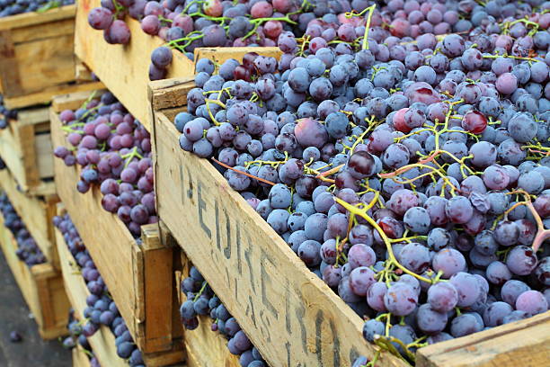 istock Stacks of grapes in wooden crates 148078902