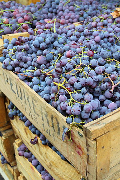 istock Fresh grape fruit in the market 148078913